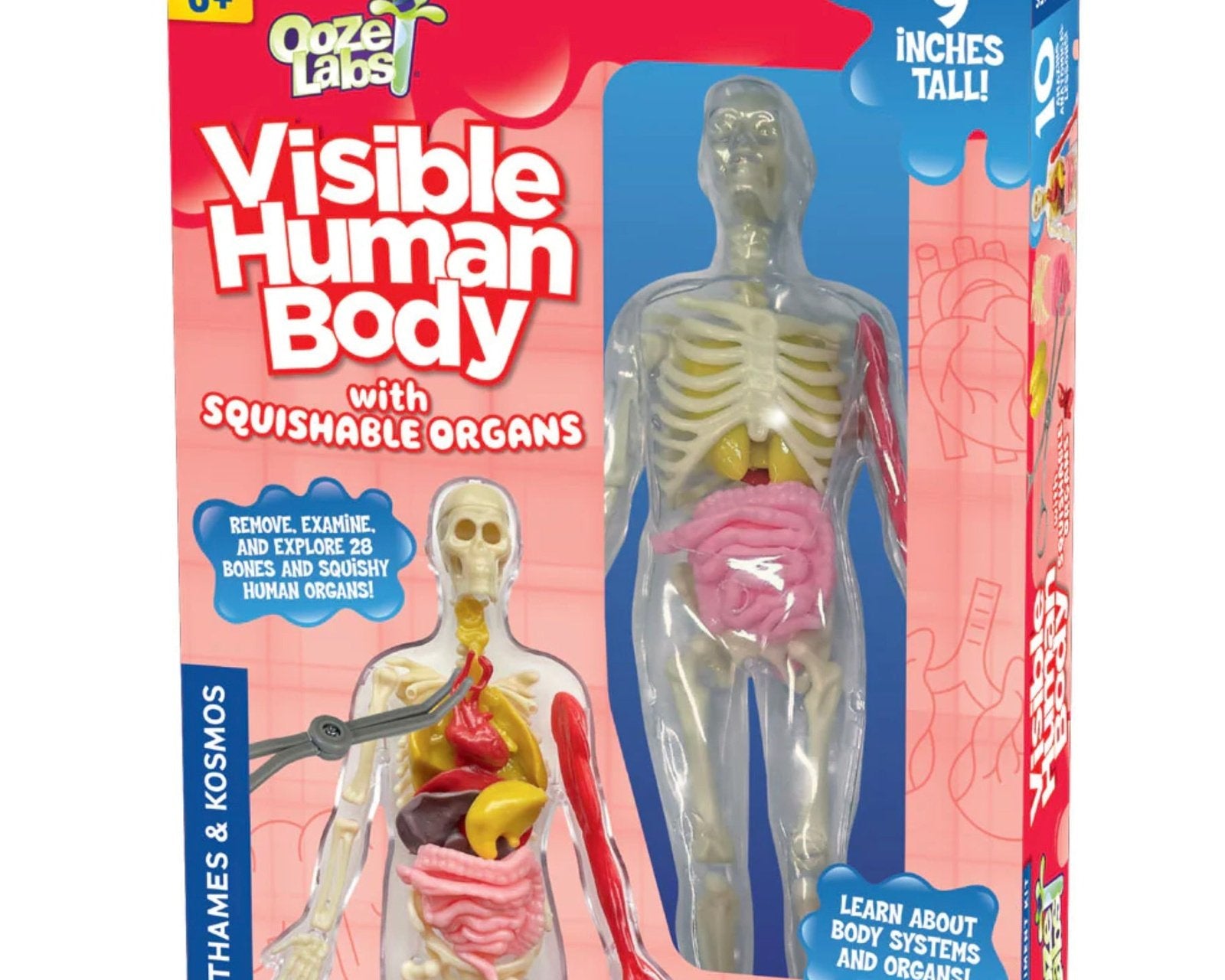Thames & Kosmos Visible Human Body - hip-kid