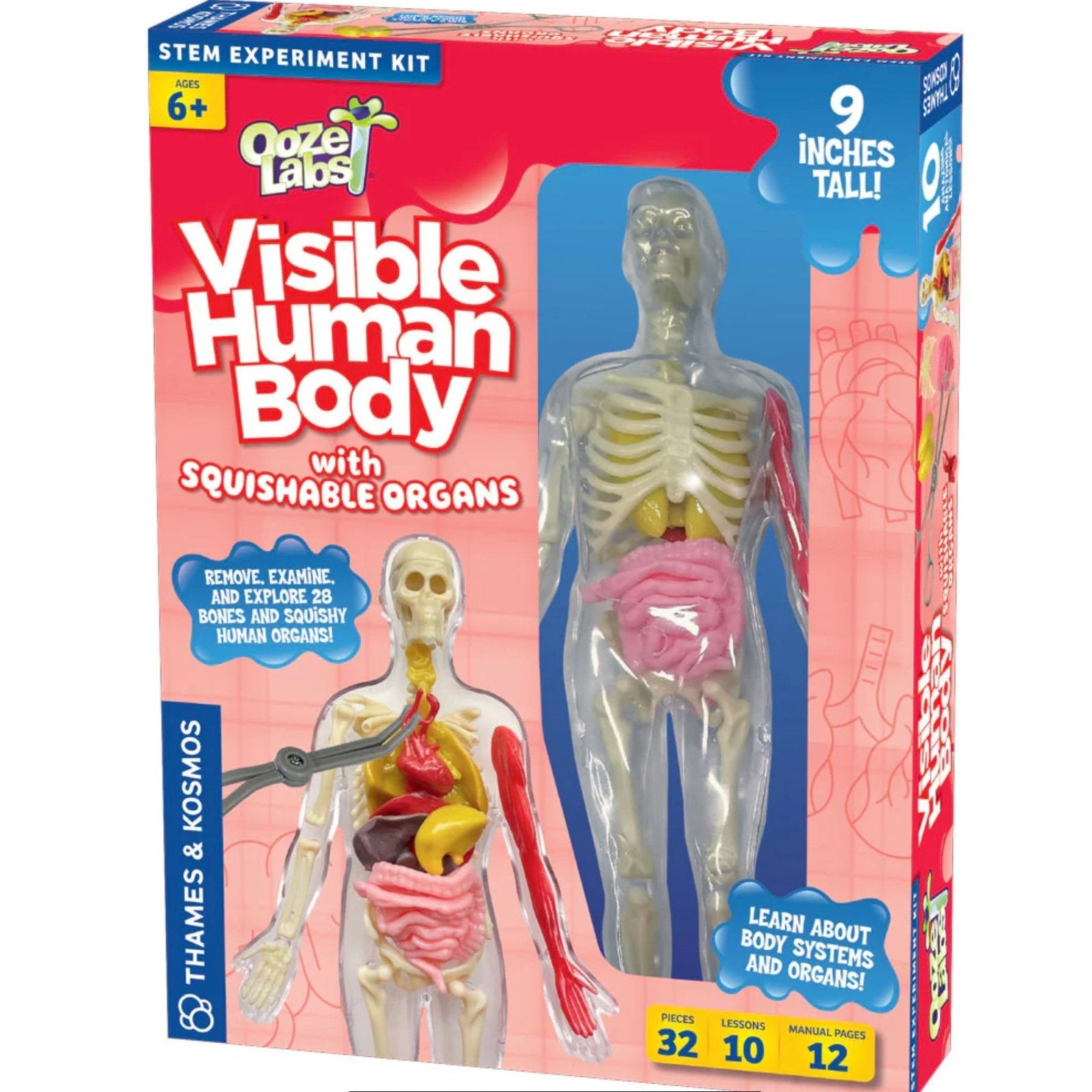 Thames & Kosmos Visible Human Body - hip-kid