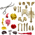 Thames & Kosmos Visible Human Body - hip-kid