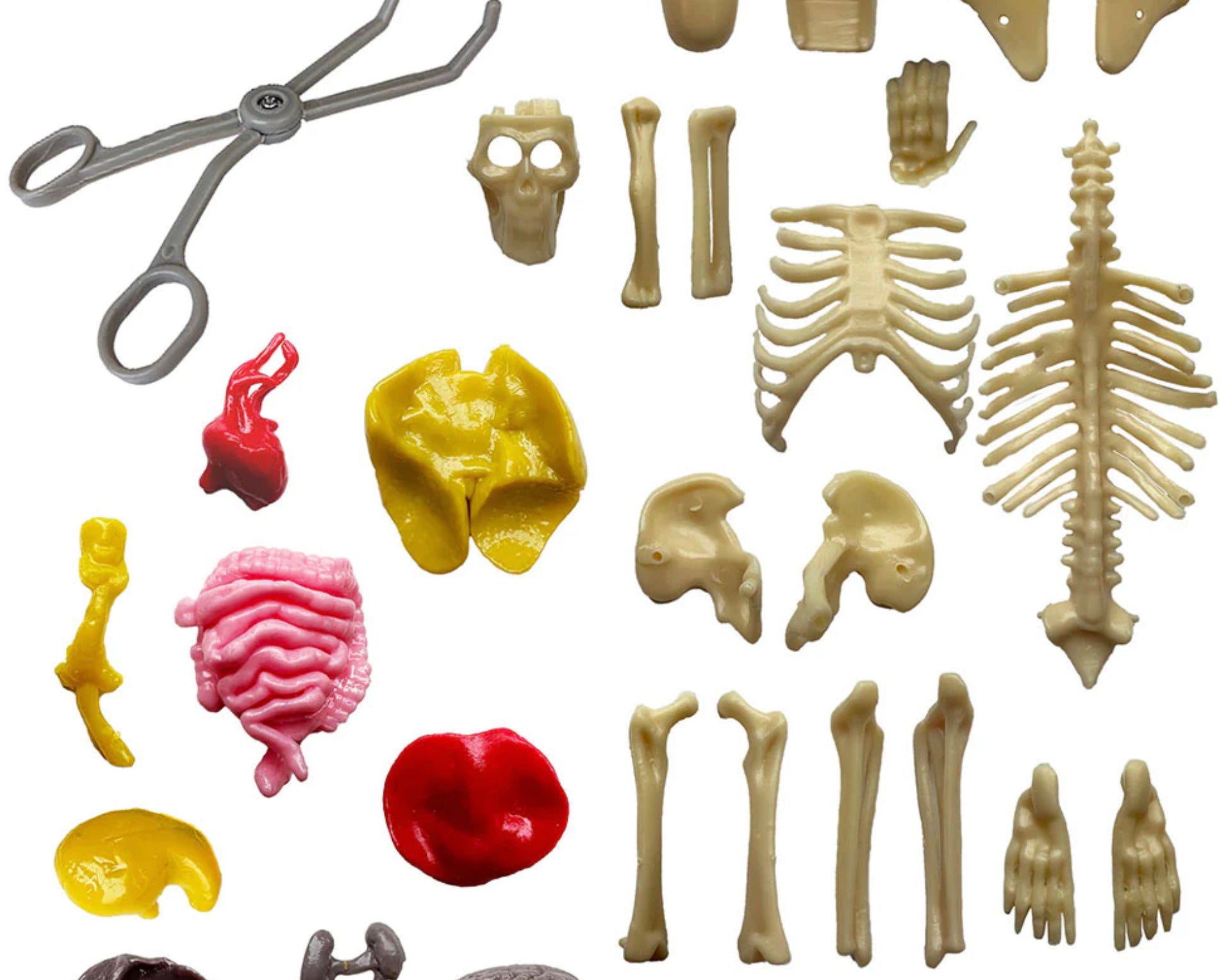 Thames & Kosmos Visible Human Body - hip-kid