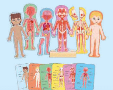 Hape Human Body Magnetic Puzzle - hip-kid