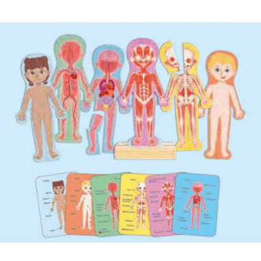 Hape Human Body Magnetic Puzzle - hip-kid