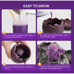 Science Can Crystal Dinosaur Growing Kit - hip-kid