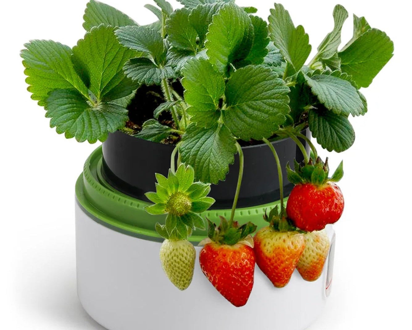 Science Can Plant Growth Station - hip-kid