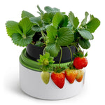 Science Can Plant Growth Station - hip-kid