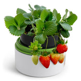 Science Can Plant Growth Station - hip-kid